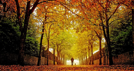 Mùa thu - Bản quốc tế