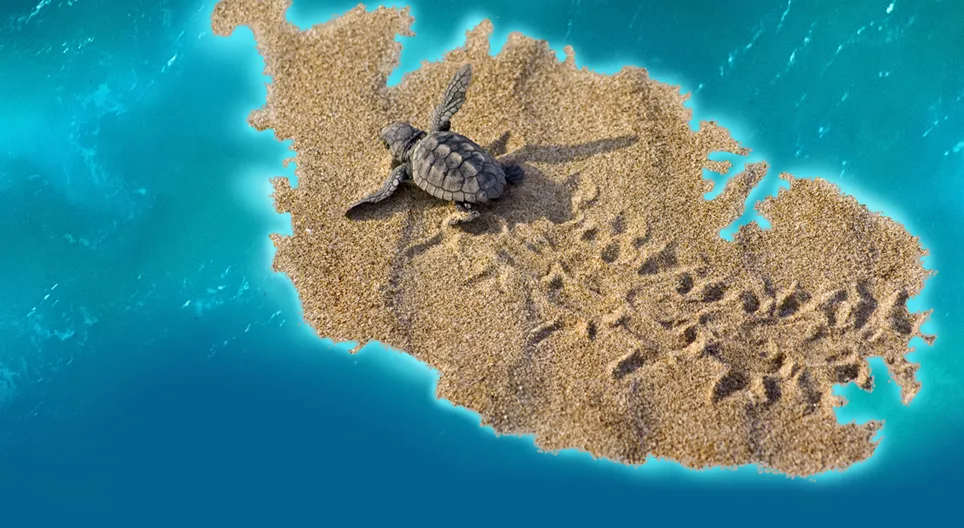 Khám phá thế giới động vật hoang dã của Malta