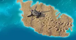 Khám phá thế giới động vật hoang dã của Malta