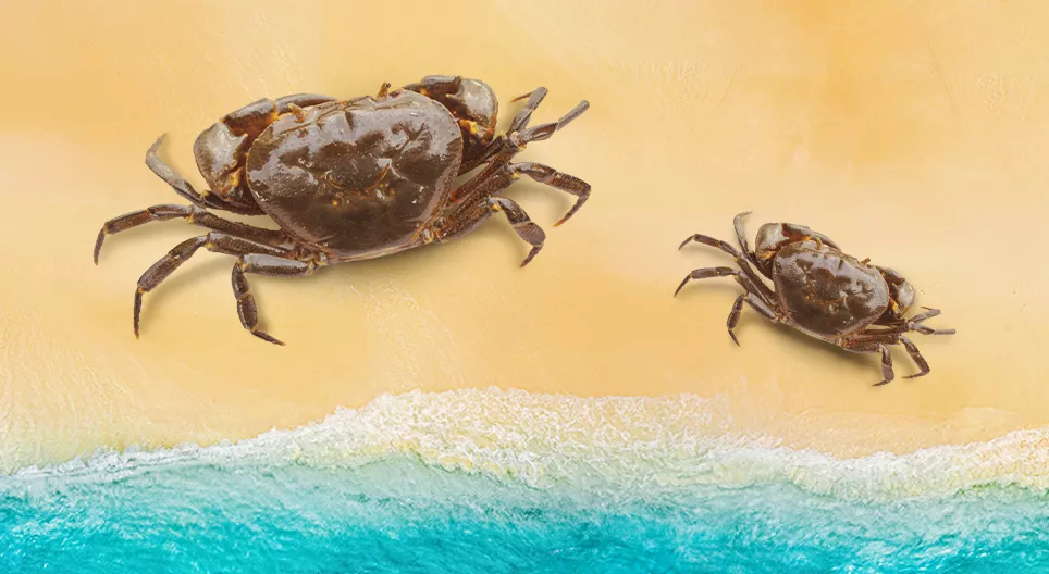 Đặc hữu, tuyệt chủng và nguy cấp