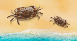 Đặc hữu, tuyệt chủng và nguy cấp