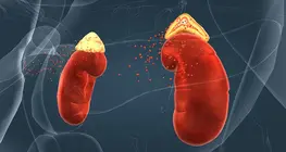 Endocrine system III