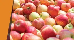 Một quả táo có mùi giống như hạnh nhân