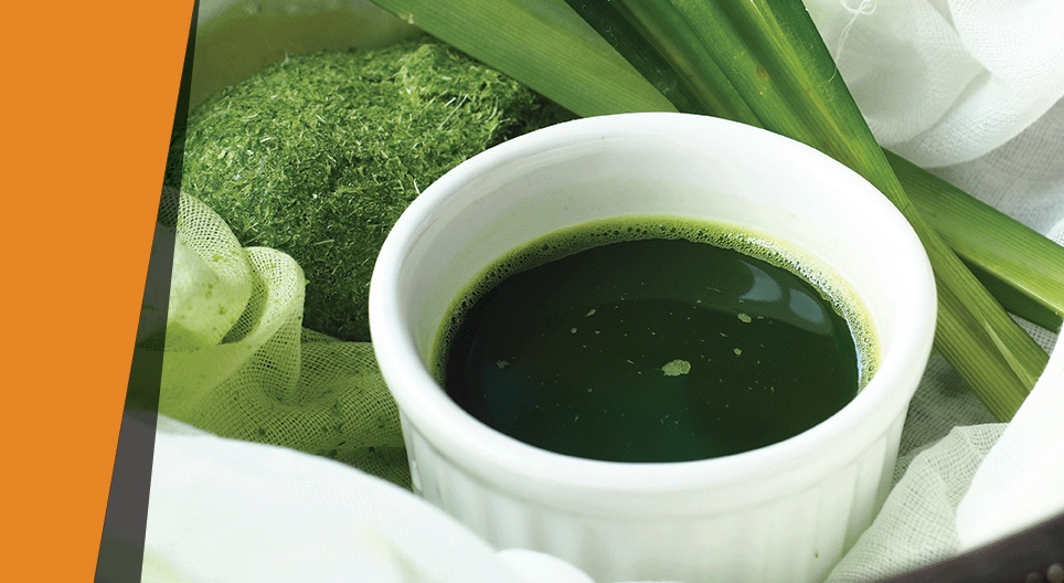 Màu sắc của lá