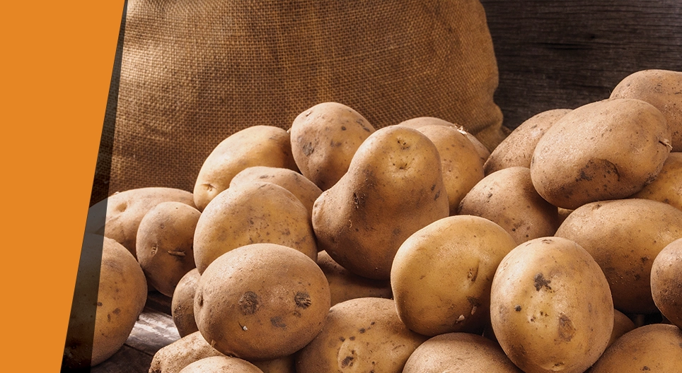 Chất xúc tác khoai tây