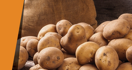 Chất xúc tác khoai tây