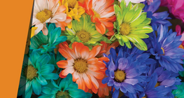 Cánh hoa ngàn màu