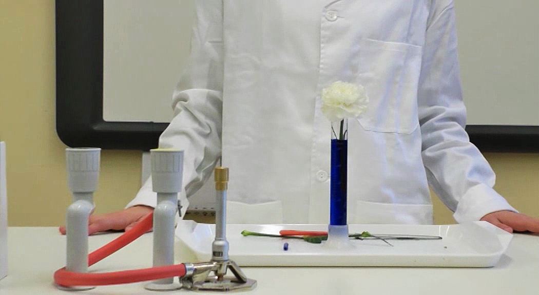 Plant Water Transport – Lesson Plan