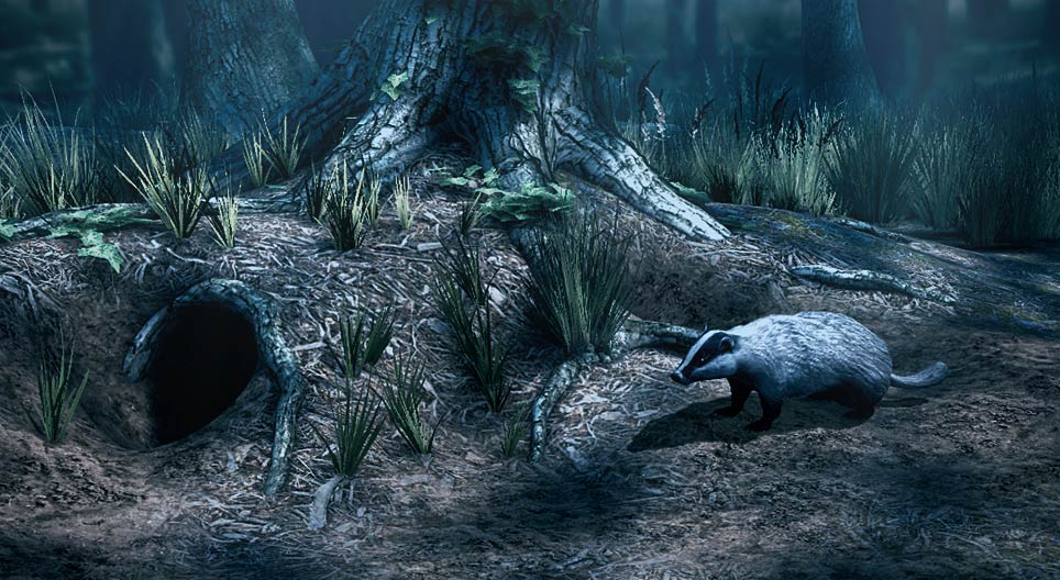European badger