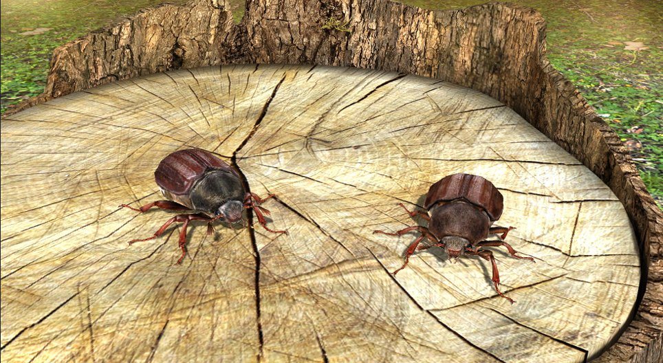 Cockchafer (Maybug)