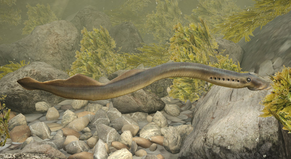 European river lamprey
