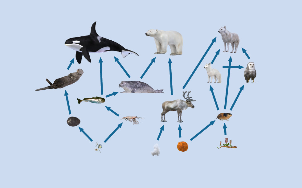 Food chains Cảnh 3D VN Giáo dục và học tập kỹ thuật số Mozaik