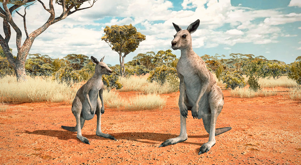 Kangaroo xám