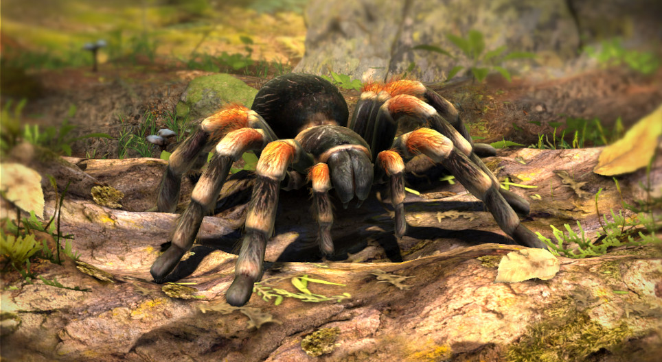 Mexican redknee tarantula