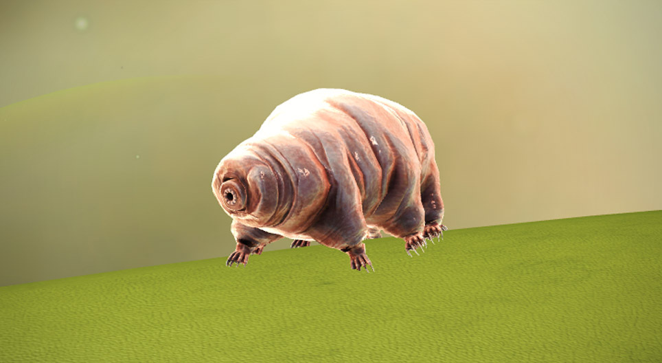 Tardigrade