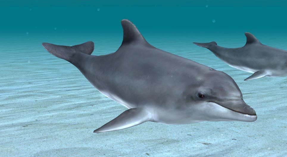 Common bottlenose dolphin