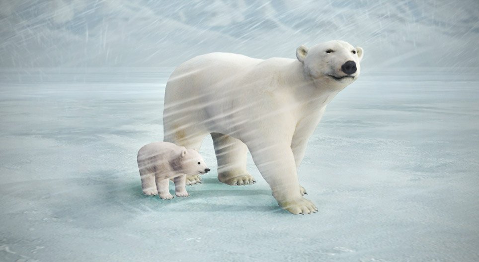 Polar bear