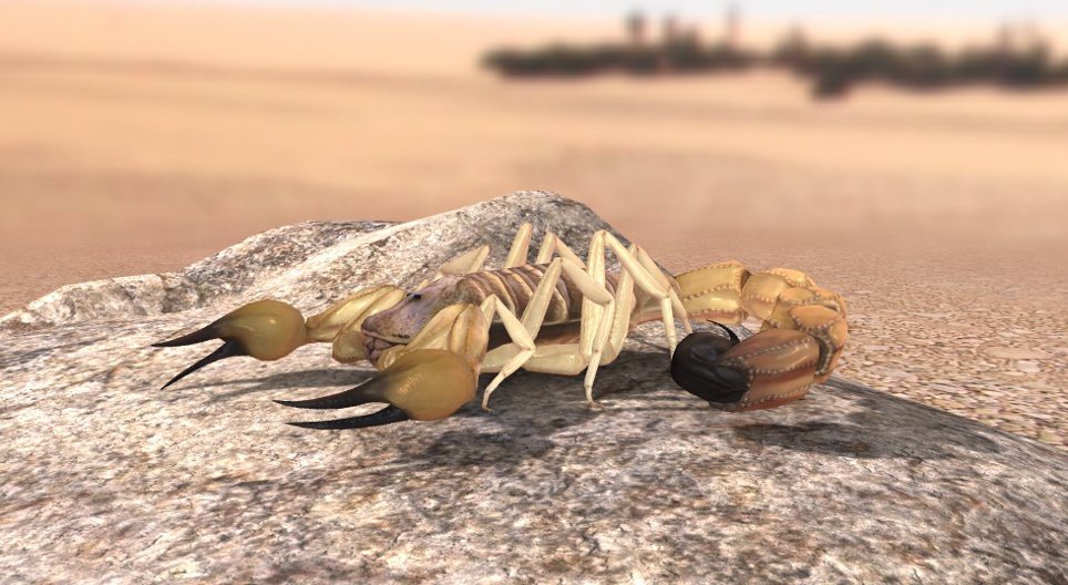 Fat-tailed scorpion
