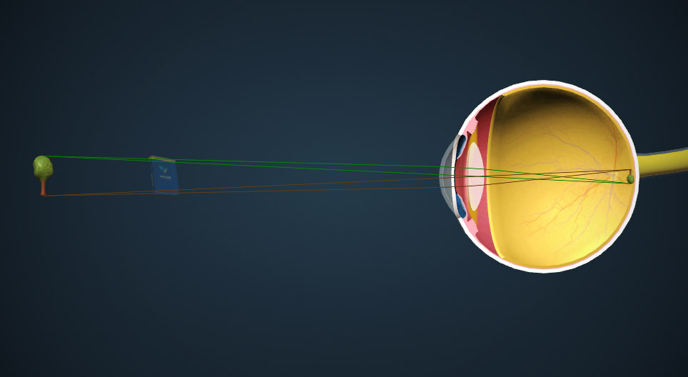 Cơ chế thị giác