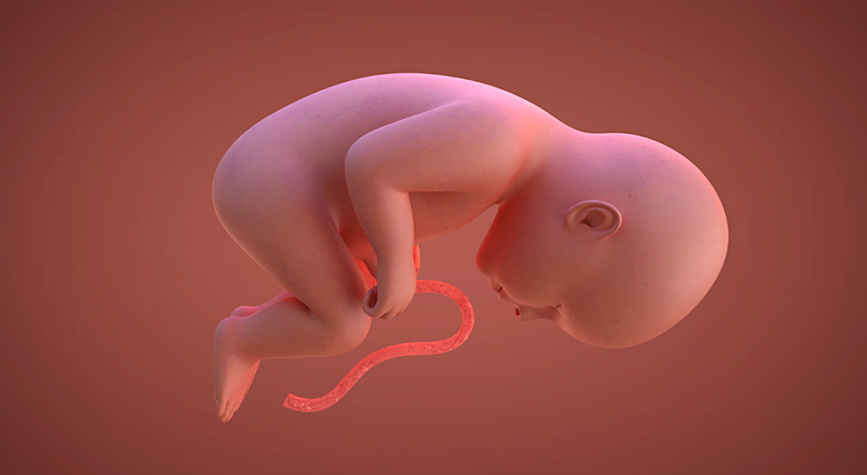 Sự phát triển của thai nhi