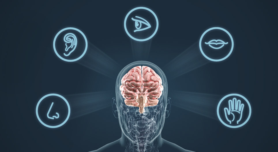 Các cơ quan giác quan