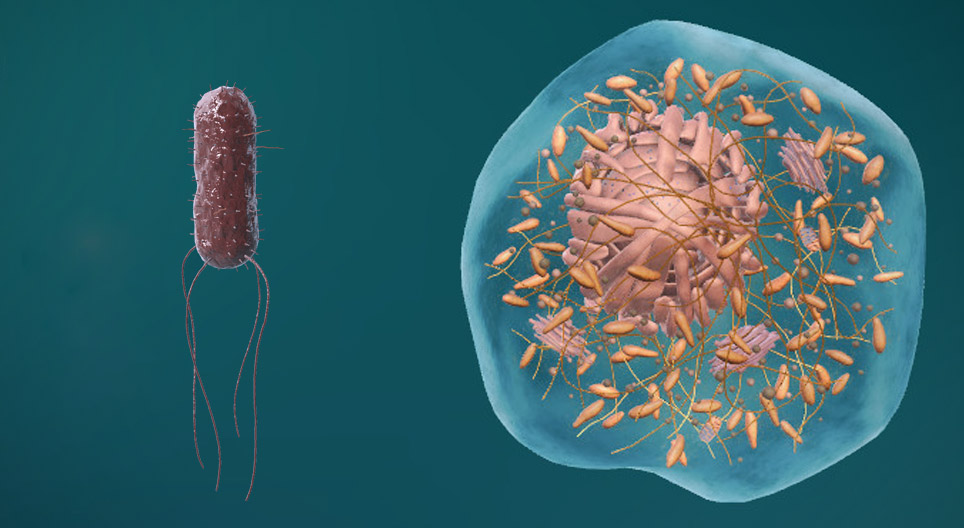 The structure of prokaryotic and eukaryotic cells
