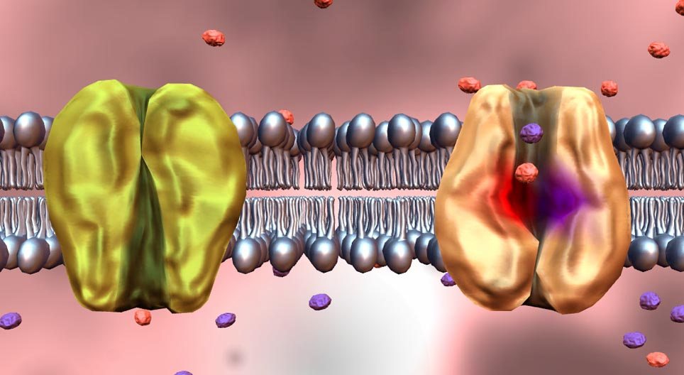 Quá trình vận chuyển