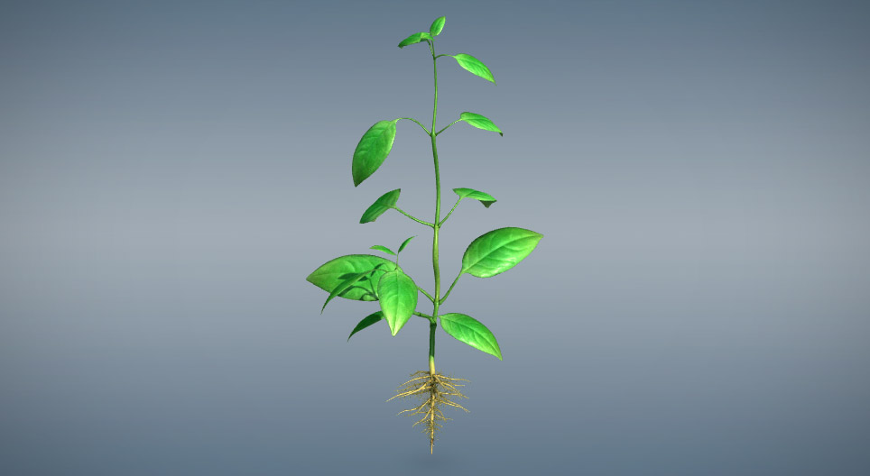 Các cơ quan sinh dưỡng của thực vật