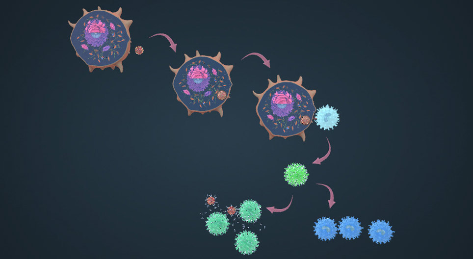 The role of B lymphocytes and antibodies in the humoral immune response