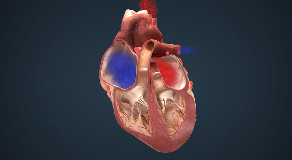 The electrical conduction system of the heart