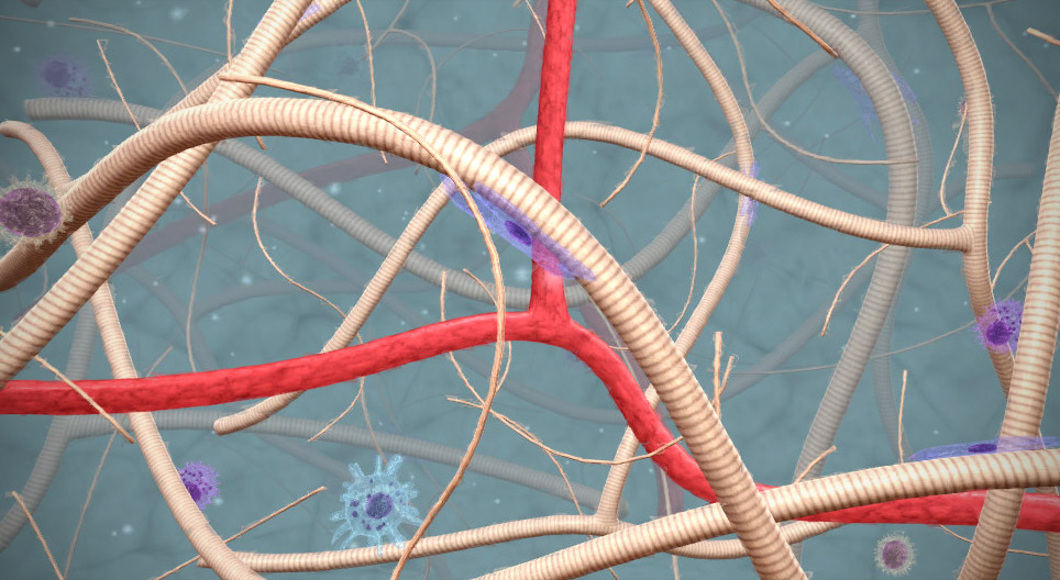 Connective tissue in the musculoskeletal system